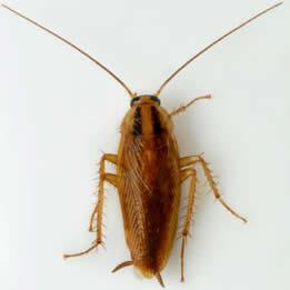 cucaracha2