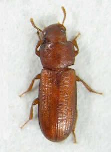 escarabajo2