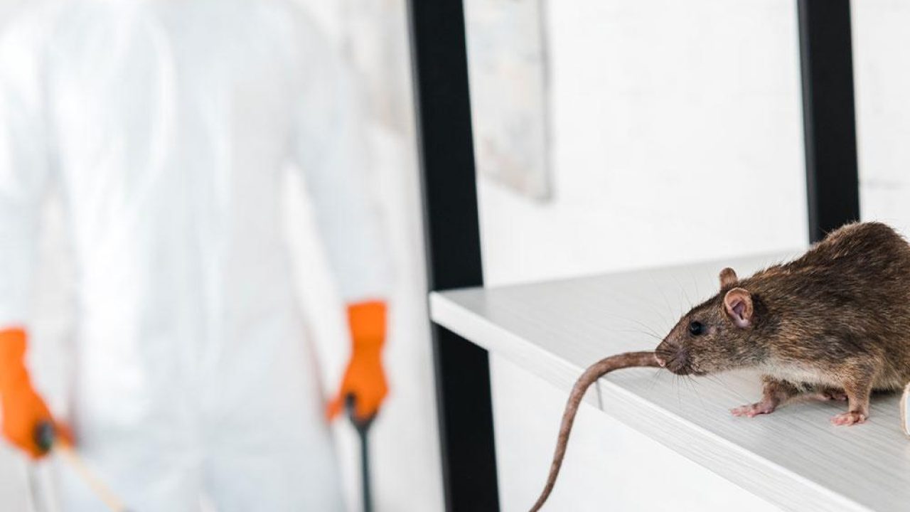tips evitar y controlar las plagas de roedores - Quipons